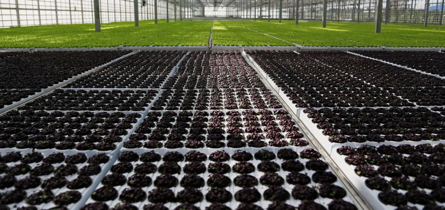 black pebbles for garden